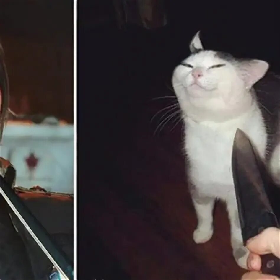 Кот грозит. Кот с ножом. Коты с ножами. Мемы с котами с ножом. Кот с ножами вокруг.