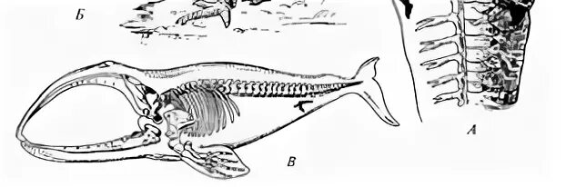 Задние конечности питона. Скелет кита рудименты. Рудименты конечностей у змей. Рудименты тазового пояса кита. Рудименты задних конечностей у питона.