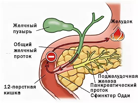 Желудок и желчный пузырь.