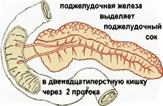 Панкреатический сок печени