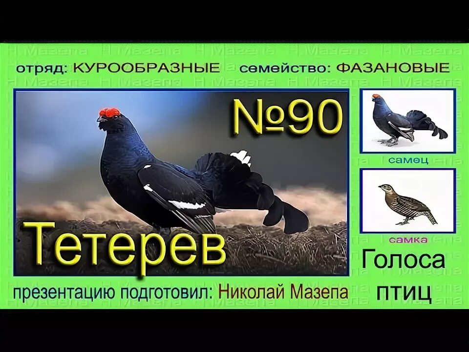 Содержание тетеревов