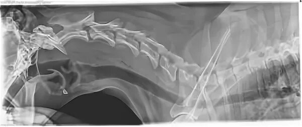 Пищевод кошки. Коллапс трахеи рентген. У собак гортань и трахея на рентгене.