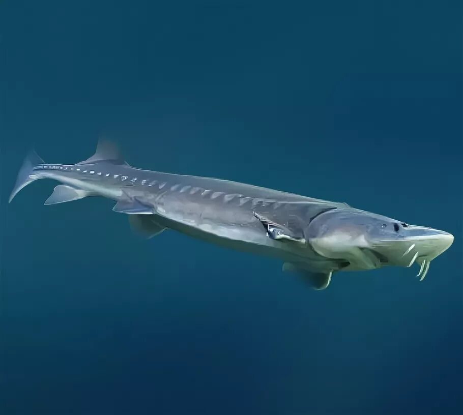That there's a beluga Sturgeon. Beluga sturgeon, Fish pet, Animals