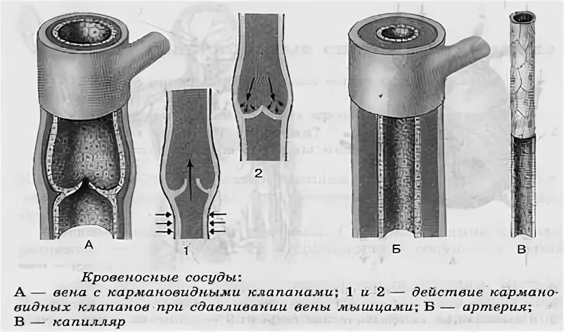 Кровеносные сосуды биология 8. Строение артерии вены и капилляры. Строение вен и артерий ЕГЭ. Кровеносные сосуды Вена с кармановидными клапанами. Клапаны имеют артерии и вены