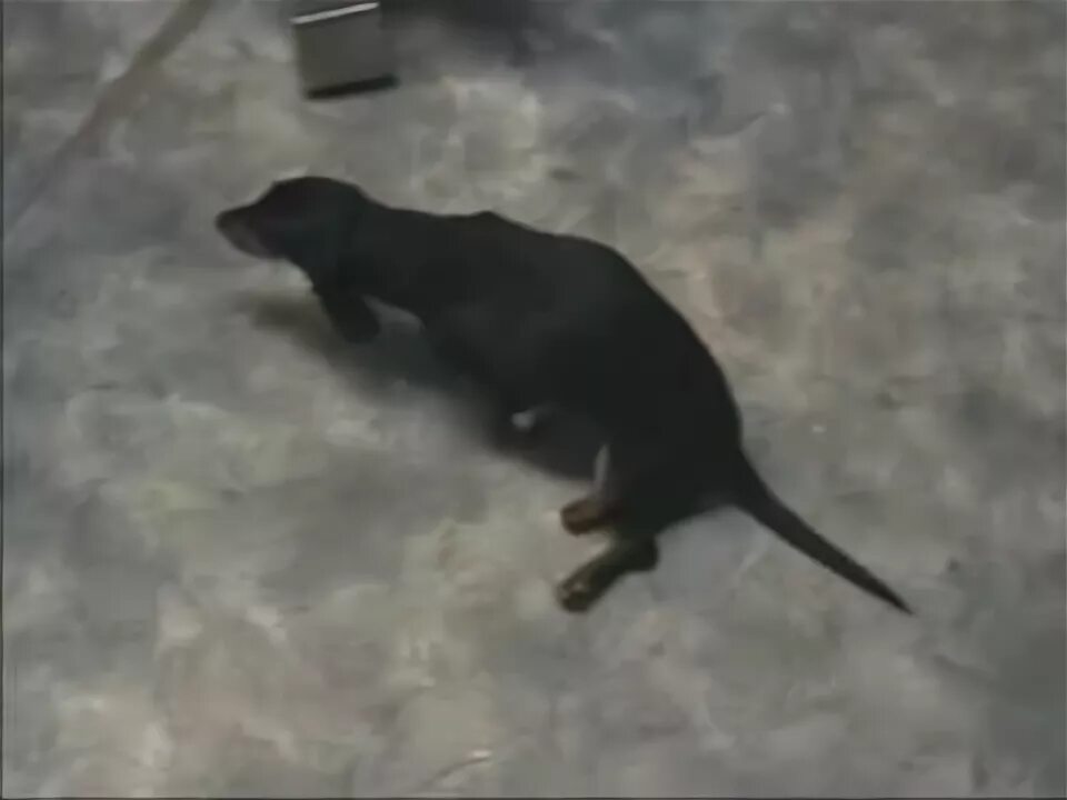 Собака тянет задние лапы