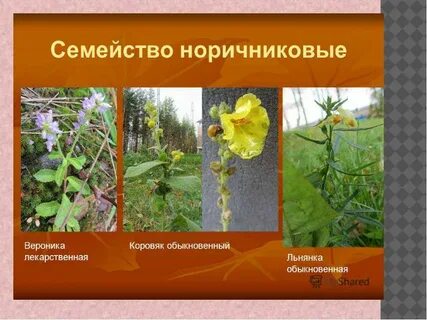 Семейство норичниковые