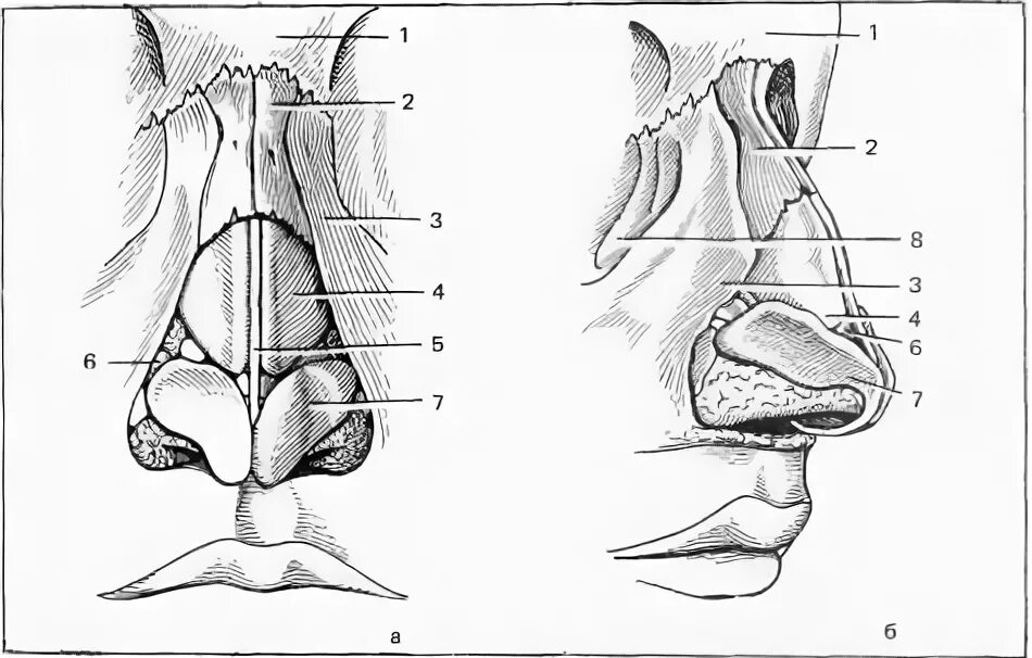 Строение наружного носа