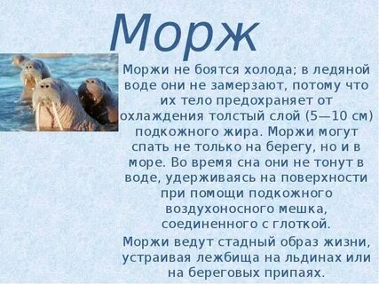 Сообщение о морже 4 класс окружающий мир