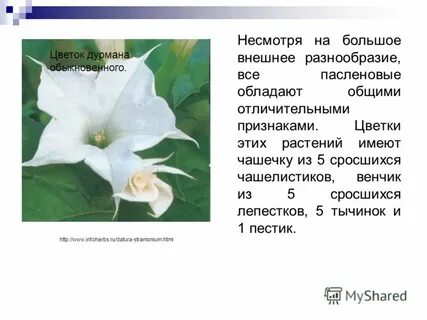 Тип корневой системы семейства пасленовые