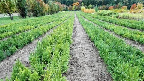 Работы в лесных питомниках