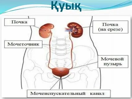 Жеке өкшелі аяқ киімдерді қараңыз