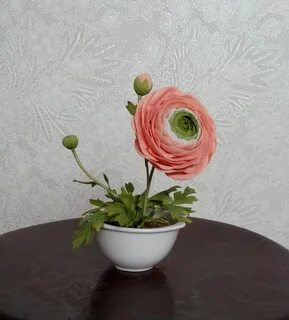 Ранункулюс в горшке