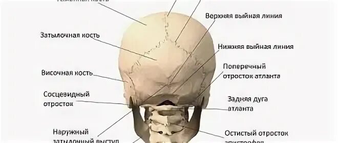 Кости головы анатомия затылочная кость. Мыщелка затылочной кости. Бугры затылочной кости анатомия. Затылочный мыщелок кость кости анатомия.