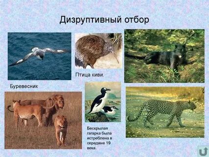 Дизруптивный разрывающий отбор примеры