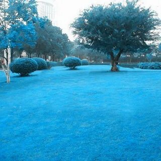 Blue grass