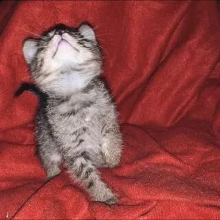 Котята в кстове
