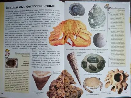 Книга ракушек