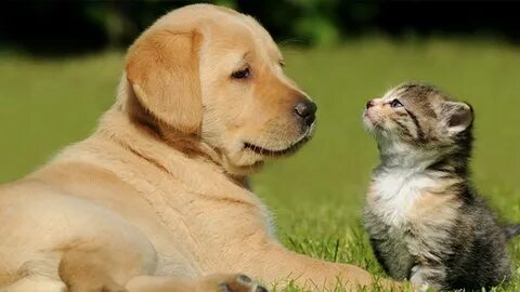 Cat dog green