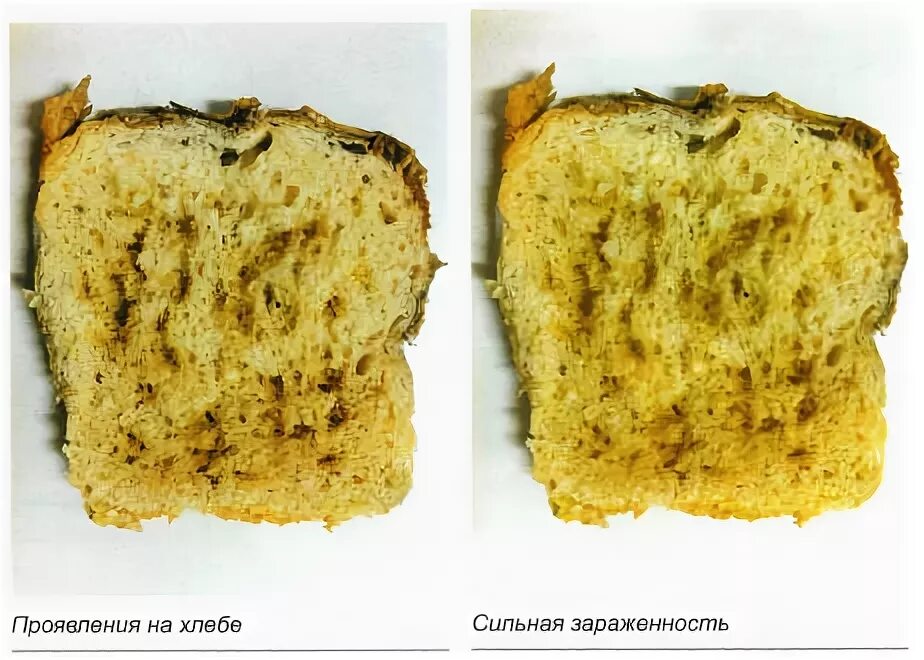 Картофельная палочка болезнь. Картофельная болезнь хлеба. Картофельная палочка в хлебе. Тягучая болезнь хлеба. Картофельная болезнь хлеба признаки
