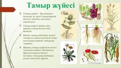 Үздік онлайн порно кіндік