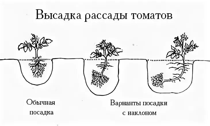 На какую глубину сажают рассаду