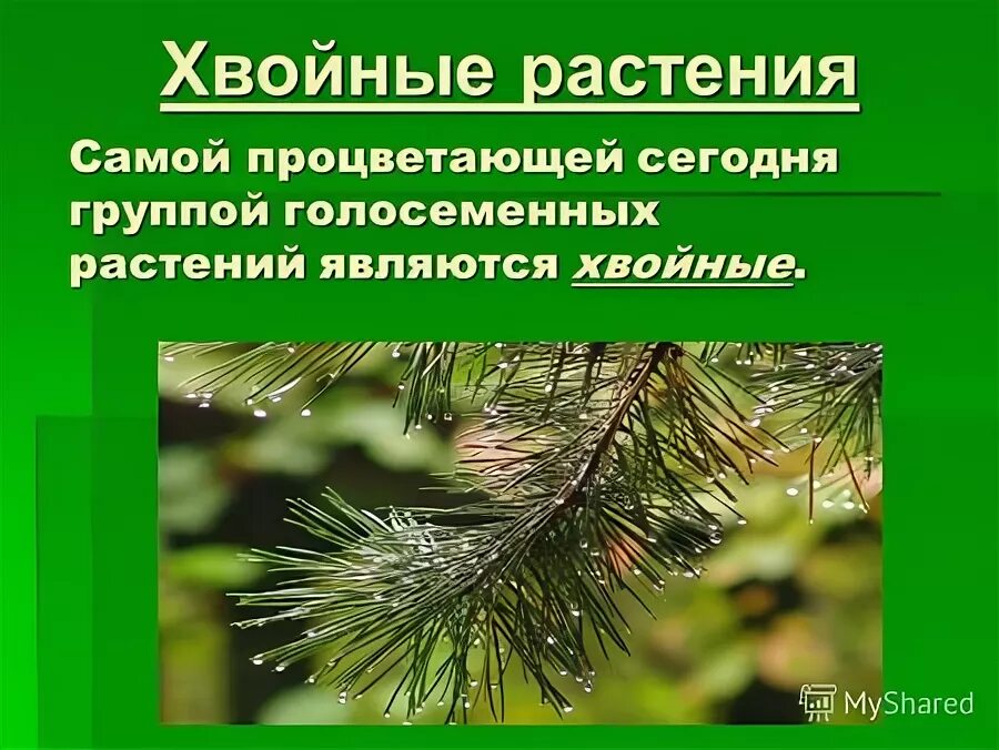 Сосна сибирская отдел голосеменные. Сосна ель лиственница шишки. Биология 5 класс голосеменные растения ель обыкновенная. Класс хвойные. Класс хвойных деревьев.