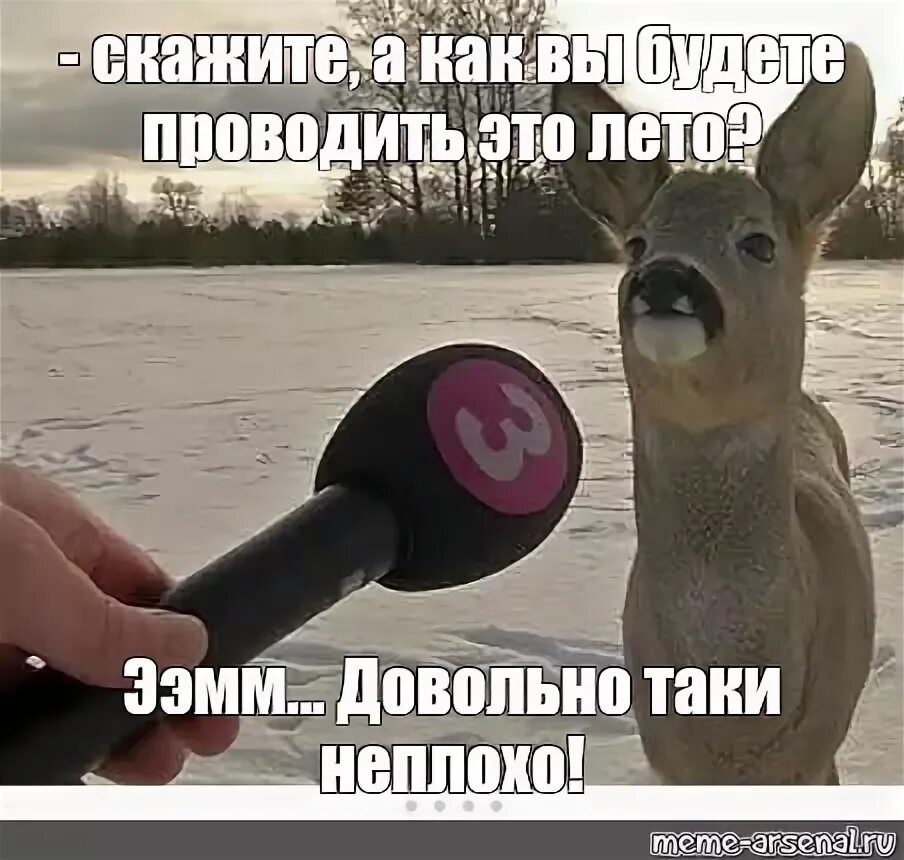 Довольно таки неплохо. Мем с оленем и микрофоном. олень с микрофоном. довольно таки неплохо мем. интервью у оленя мем.