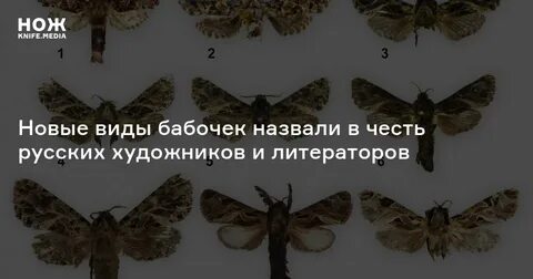 В честь кого назвали бабочку краба