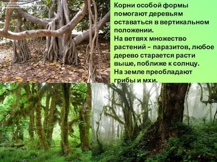 Особо корень