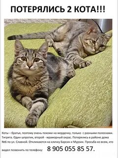 Кота зовут мурзик