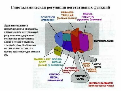 Какие ядра в гипоталамусе