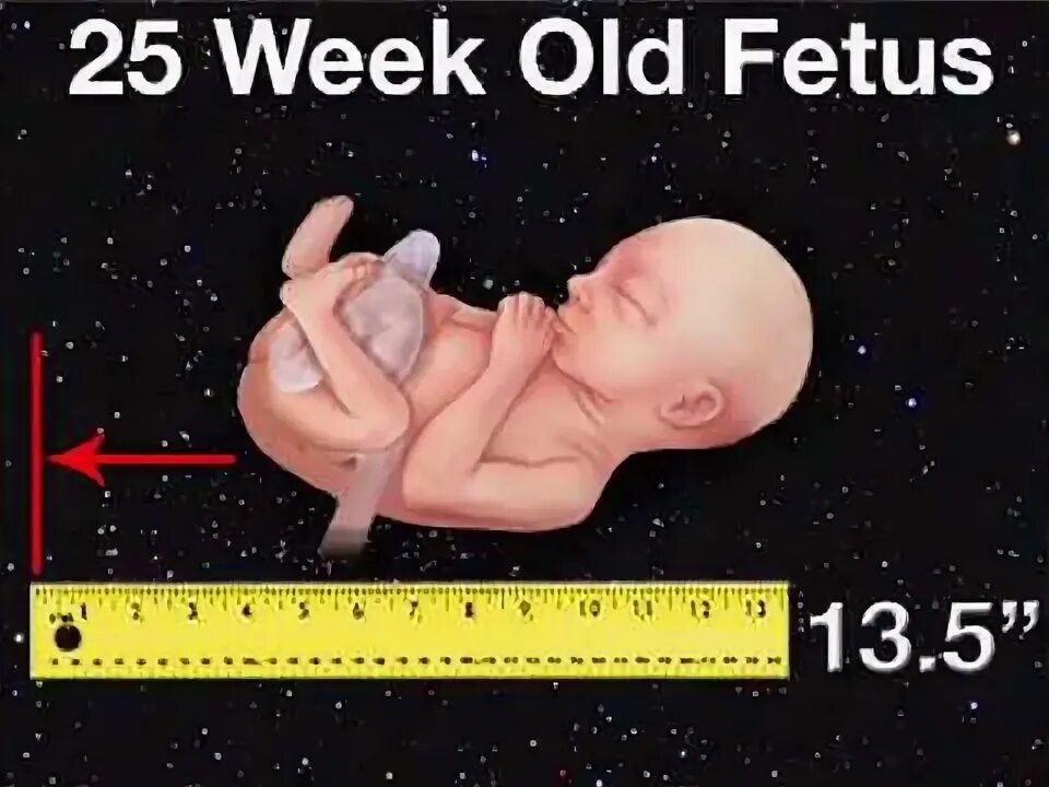 ребёнок на 25 неделе беременности. 25 неделя фото живота. малыш на 25 неделе беременности. 33 неделя беременности форум беременных 2023. 22 неделя беременности 3д узи.