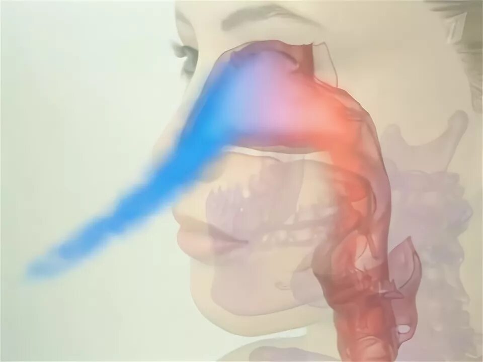 Очищение увлажнение и согревание вдыхаемого воздуха. Согревание воздуха в носу. Увлажняется воздух в носу. Воздух через нос. Нос увлажняет воздух.
