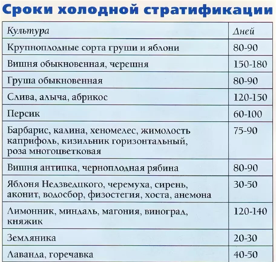 Сроки стратификации семян. Каким цветом нужна стратификация семян. Стратифицировать семена что это. Стратификация семян цветов. Стратификация семян что это означает.