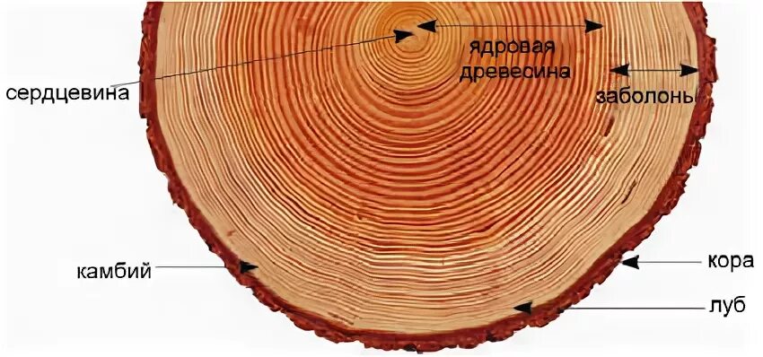 Заболонь в бревне. Защита бревна от трещин и гниения.