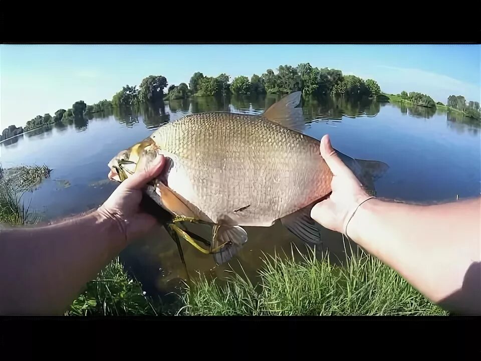 Лещ сибирский фото. Речная рыба лещ. Лещ в августе. Трофейный лещ. Лещ под водой.