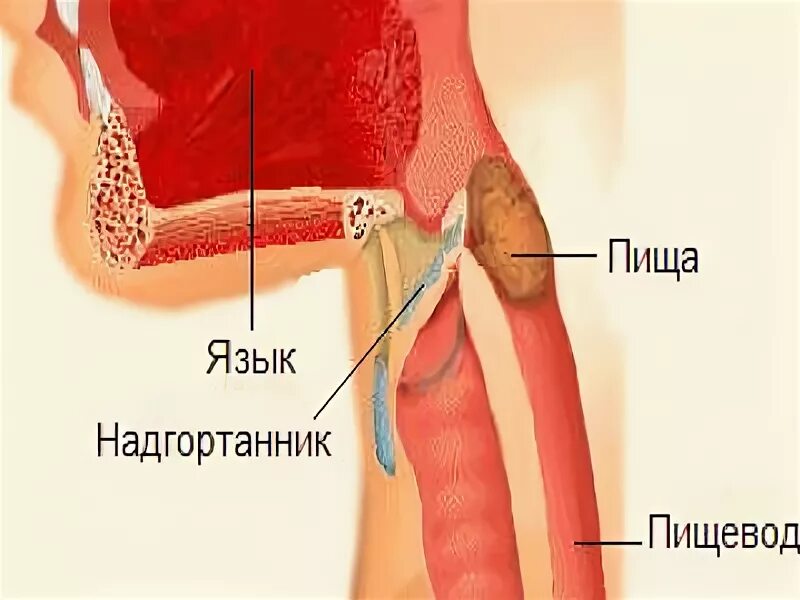 Пищевод и трахея расположение