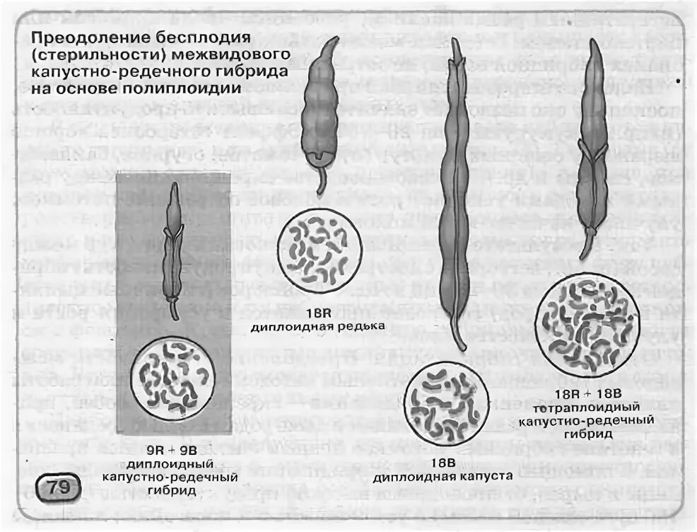 Разработать способы преодоления бесплодия. Капустно-редечный гибрид карпеченко. преодоление бесплодия межвидовых гибридов. карпеченко. опыт карпеченко капустно редечный гибрид. опыт карпеченко капустно редечный гибрид кратко.