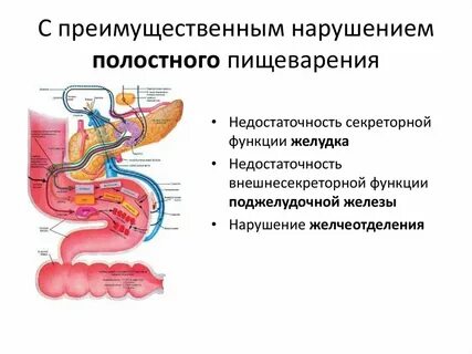 Механизмы пищеварения