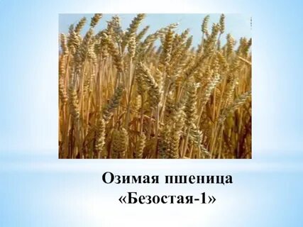 1 сорт пшеницы