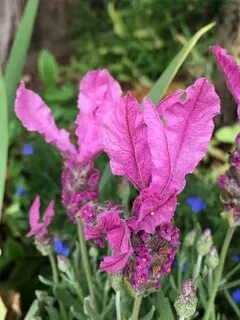 Special plant