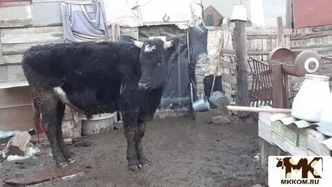 Авито быки на мясо