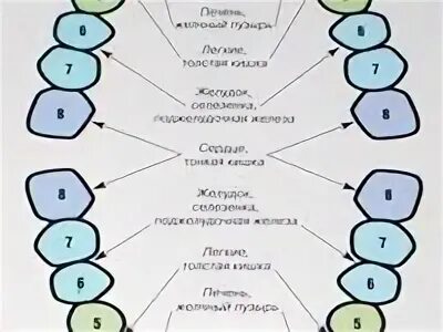 Связь зубов с органами. Зубы и органы взаимосвязь. Зубы и родственники связь. Связь зубов с внутренними органами. Зубы и родовая система.