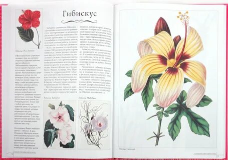 Мир цветов книга