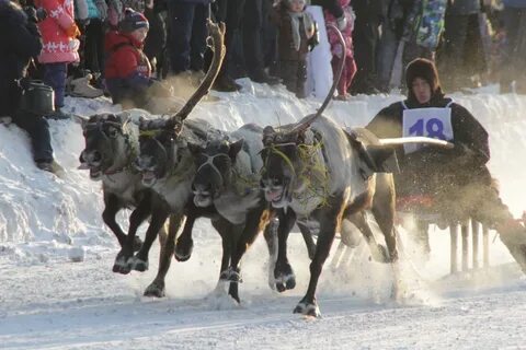 День оленевода воркута