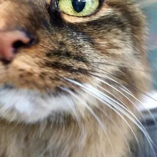 Рандом кот