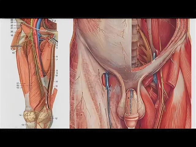Вена в паху у мужчин. Бедренная паховая артерия.