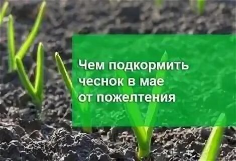 Чем подкормить чеснок в мае от пожелтения