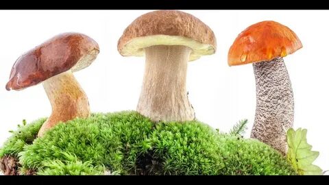 Картинка гриб без фона