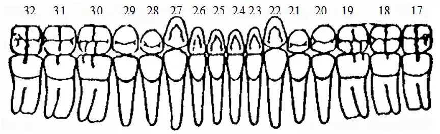 Формула зубов китообразных. Зубная формула лошади. Зубная формула оленя. Зубная формула постоянных зубов.